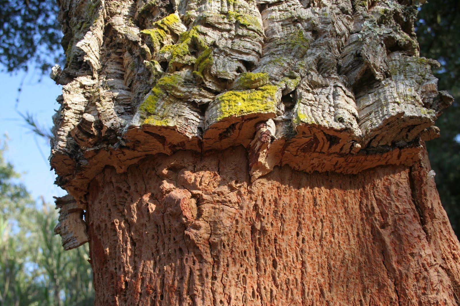 Cork; sustainable fashion; clothes; 